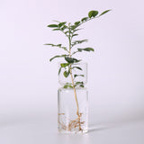 Clear Glass Hyacinth Vase Transparent Flower Plant Bottle Pot DIY Ornaments Home Living Room Garden Decoration Desk Decors 15cm